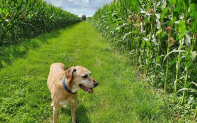 Coach-Your-Dog macht Urlaub